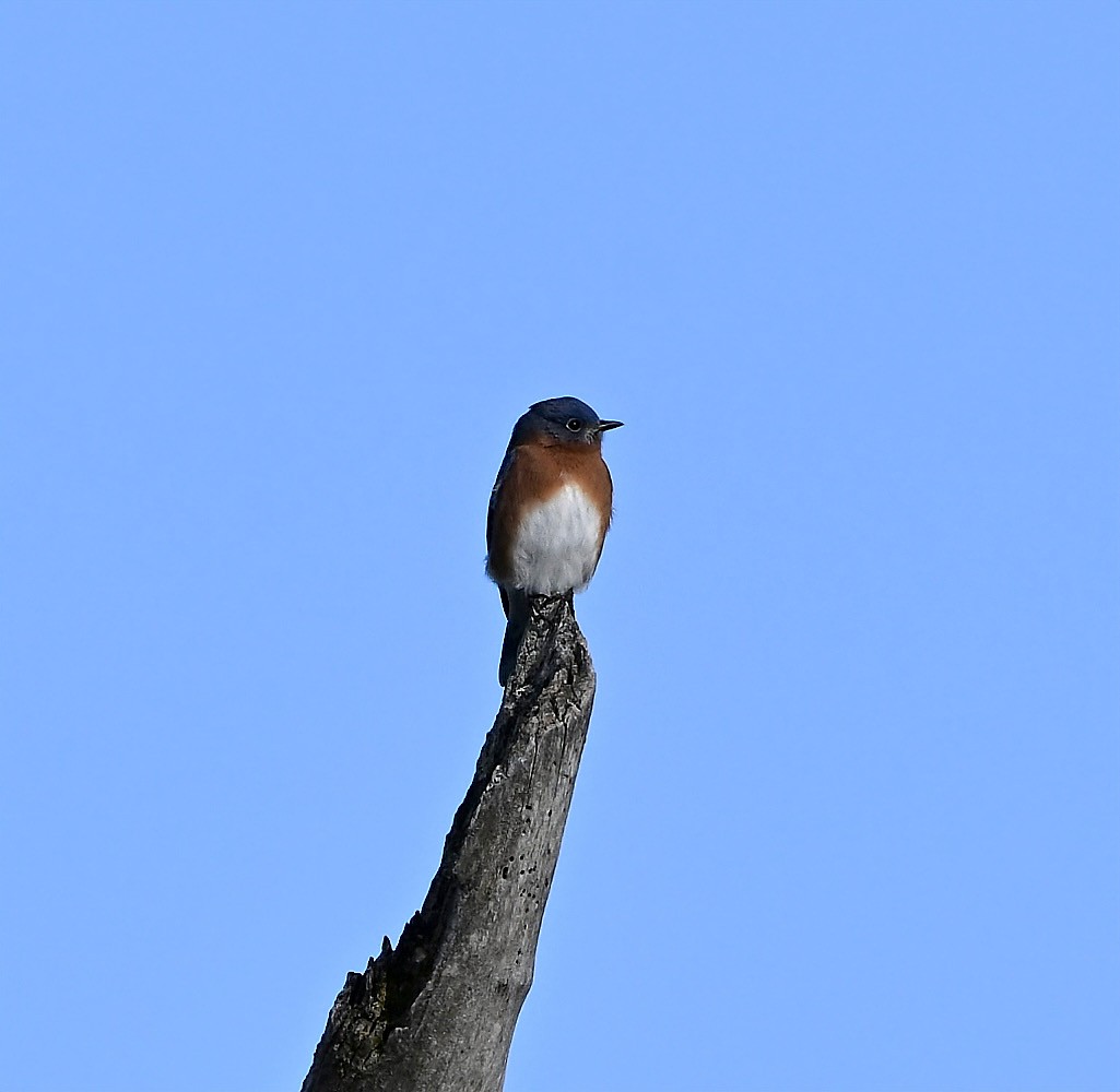 Azulejo Oriental - ML647293498