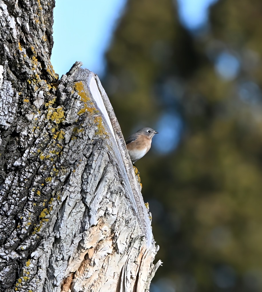 Azulejo Oriental - ML647293499