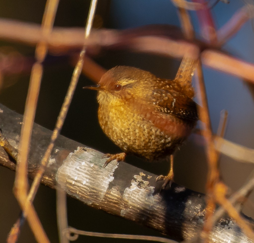 Winter Wren - ML647293505