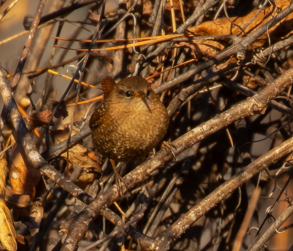 Winter Wren - ML647293506