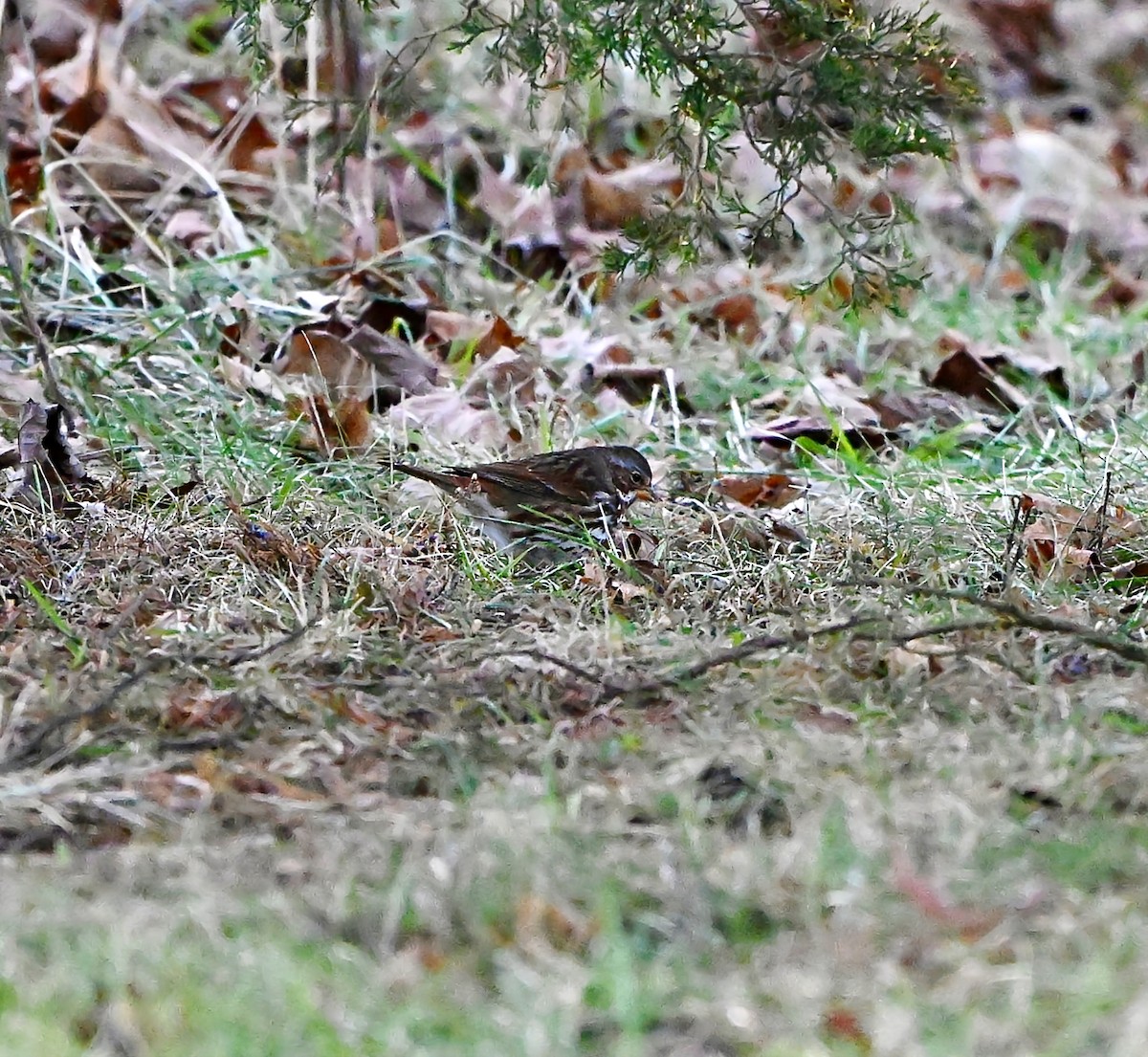 Fox Sparrow - ML647293515