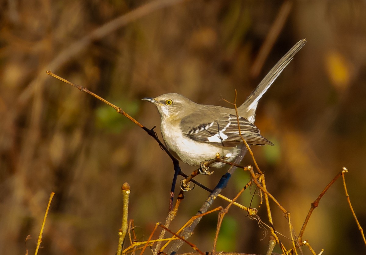 Northern Mockingbird - ML647293530