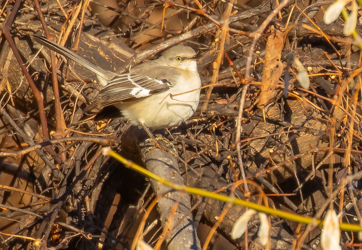 Northern Mockingbird - ML647293531