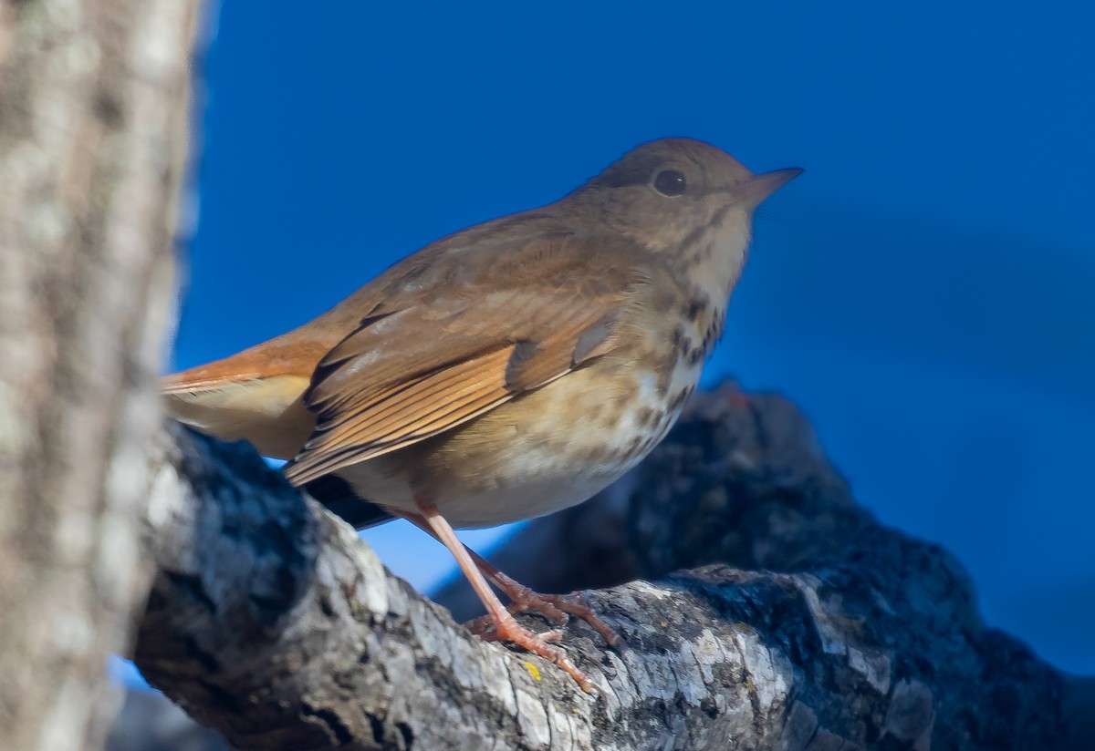 Hermit Thrush - ML647293540