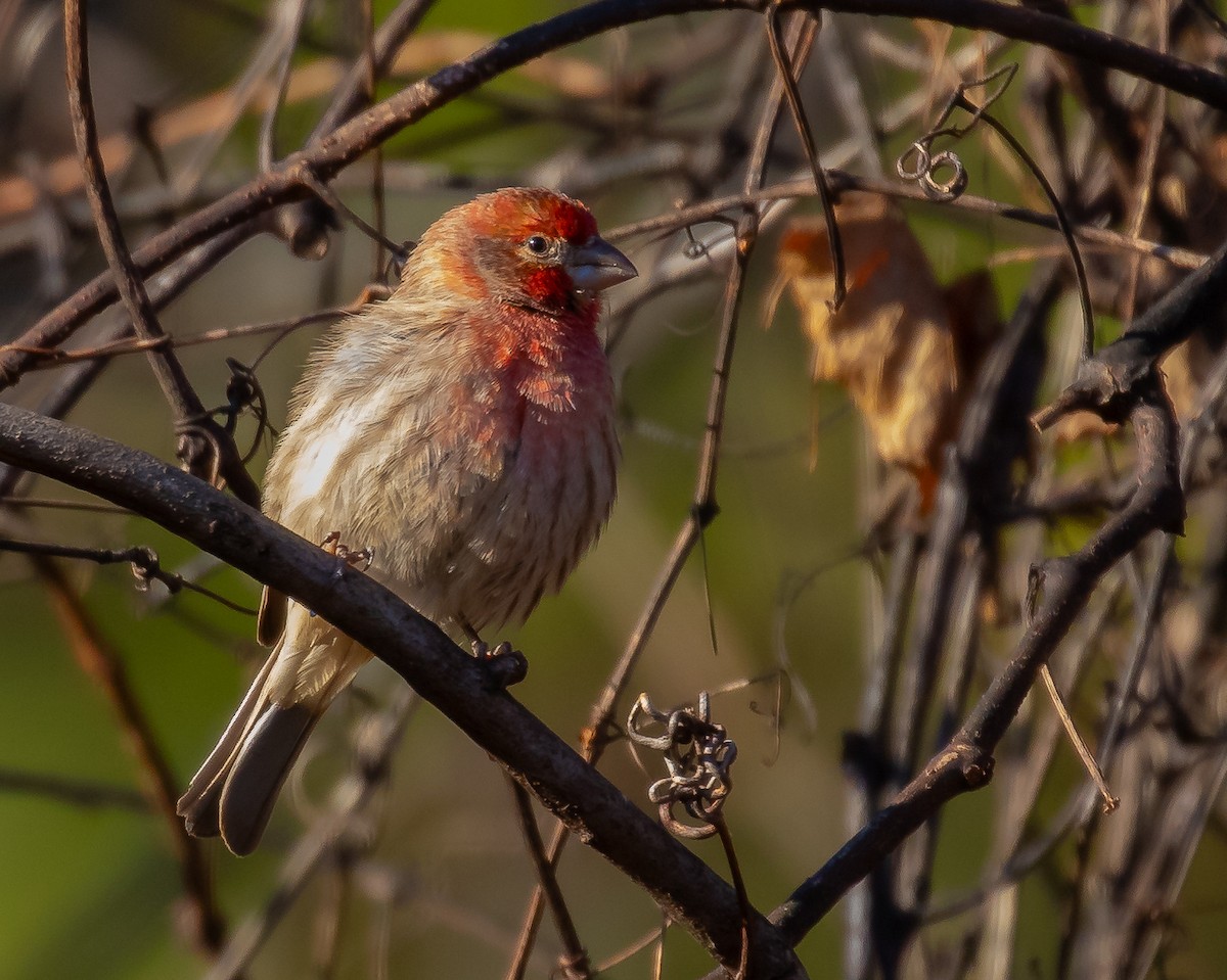 House Finch - ML647293549