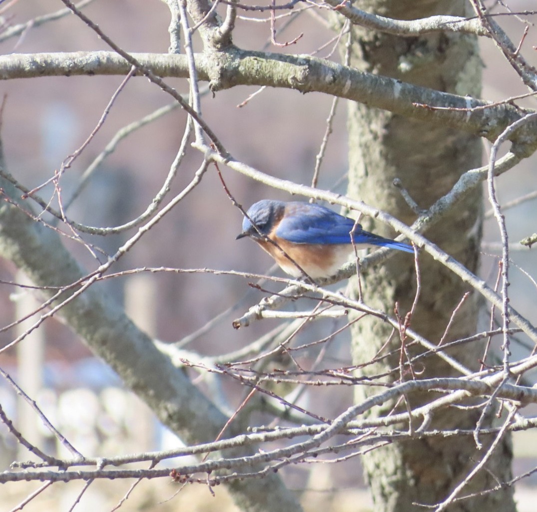 Azulejo Oriental - ML647293557