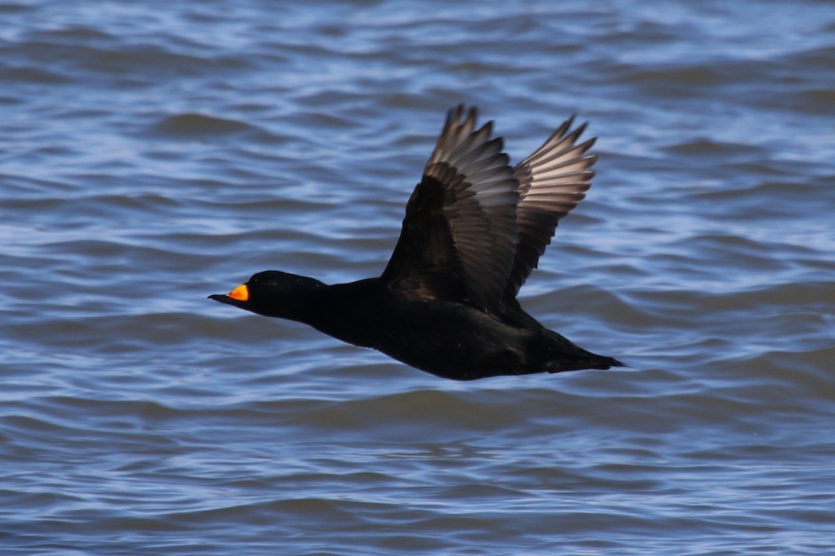 turpan žlutozobý - ML647293571