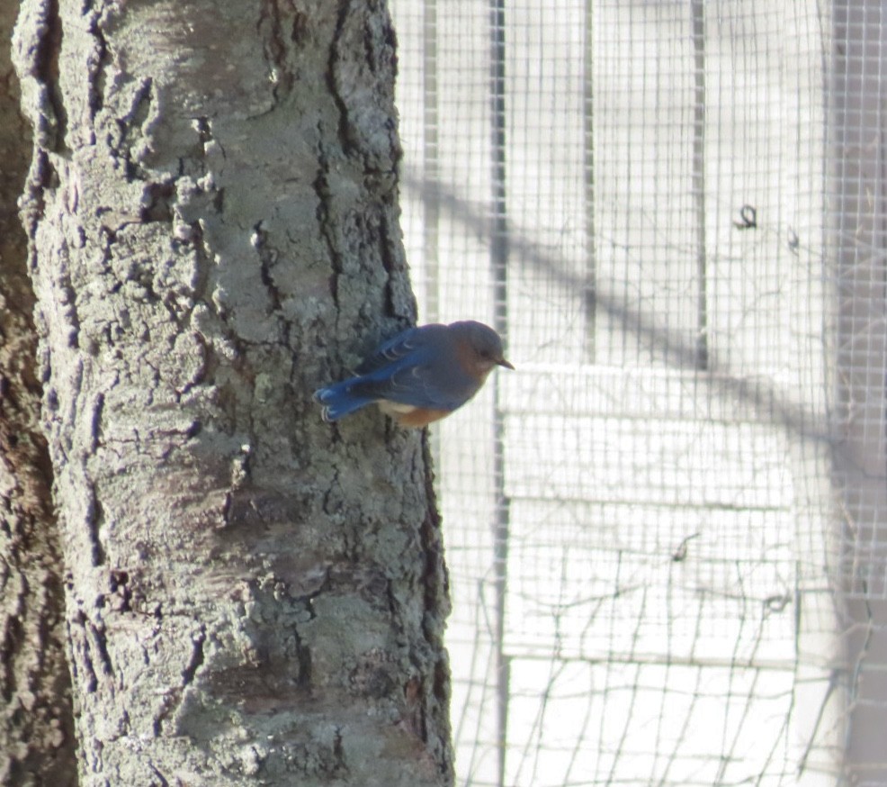 Azulejo Oriental - ML647293578