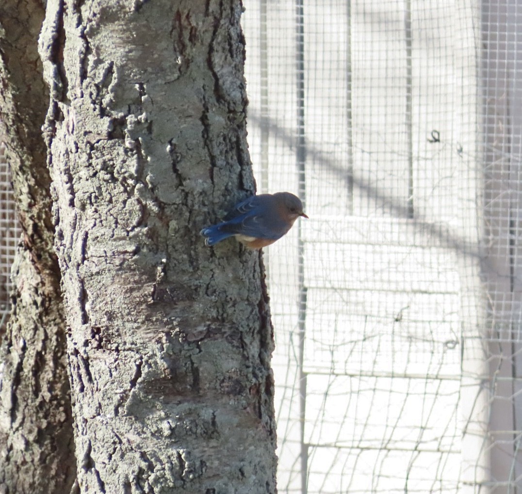 Azulejo Oriental - ML647293579