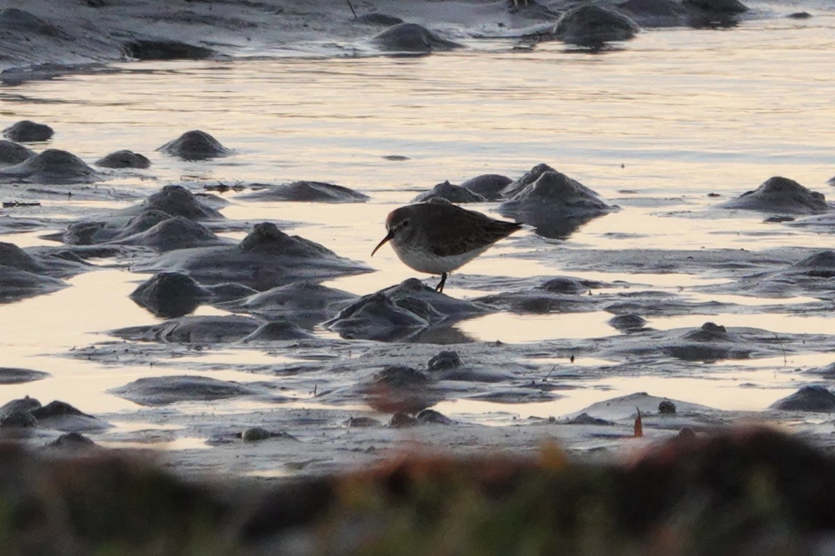 Dunlin - ML647293595