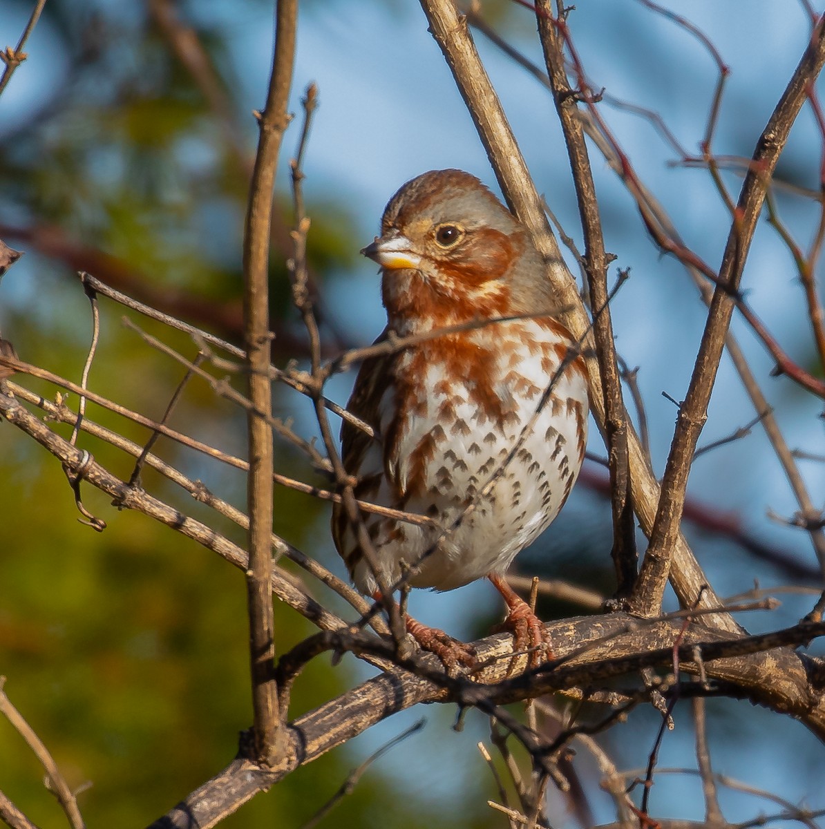 Fox Sparrow - ML647293628