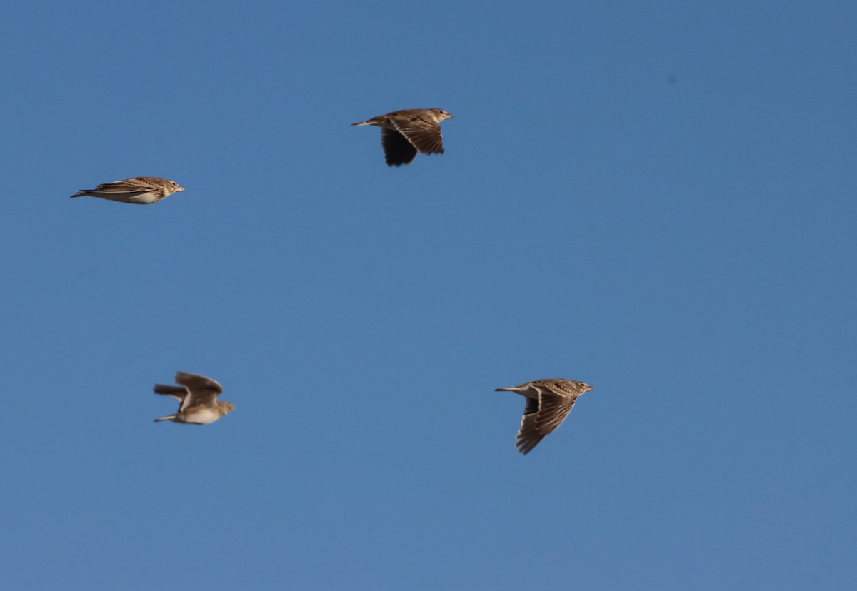 Calandra Lark - ML647293629