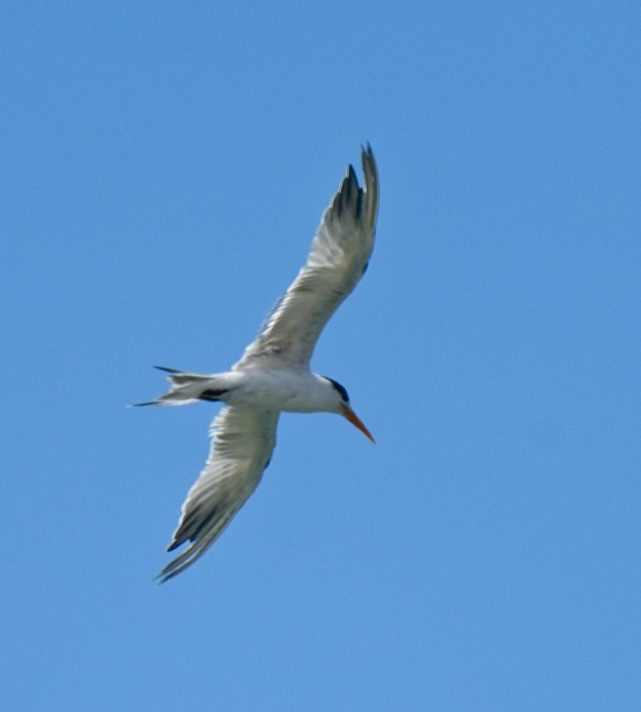 Bengalako txenada - ML647293643