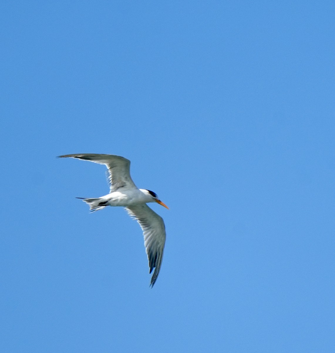 Bengalako txenada - ML647293644