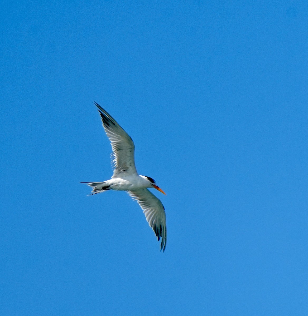 Bengalako txenada - ML647293645