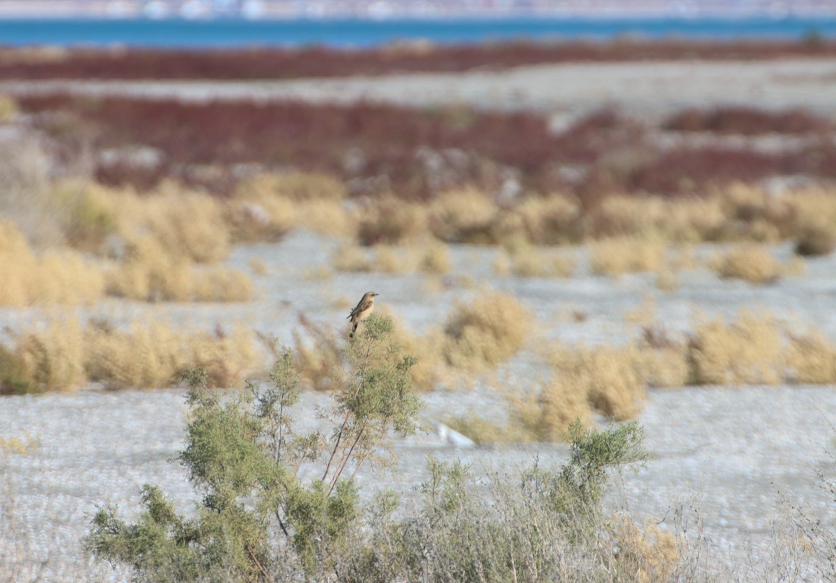 Siberian Stonechat - ML647293650