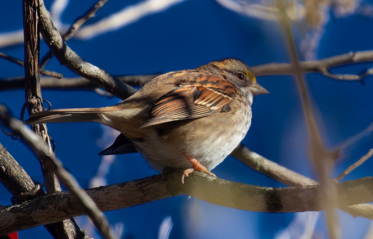 White-throated Sparrow - ML647293656