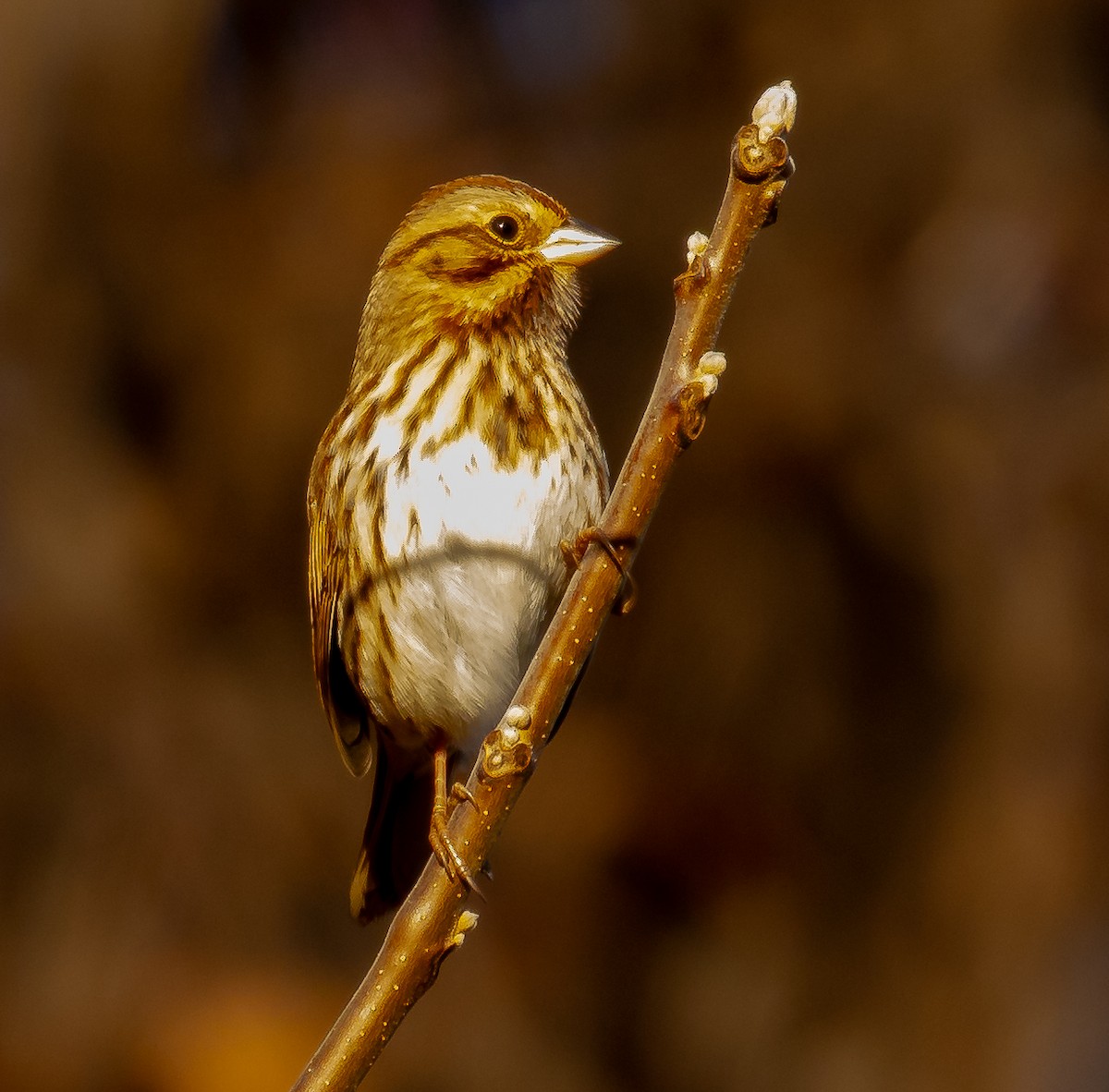 Song Sparrow - ML647293678