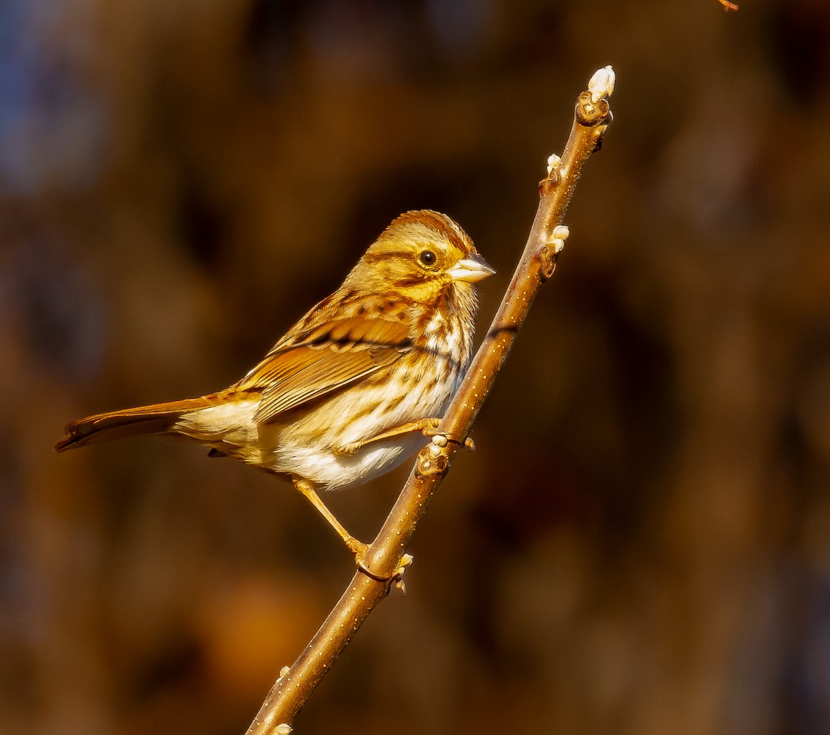 Song Sparrow - ML647293679