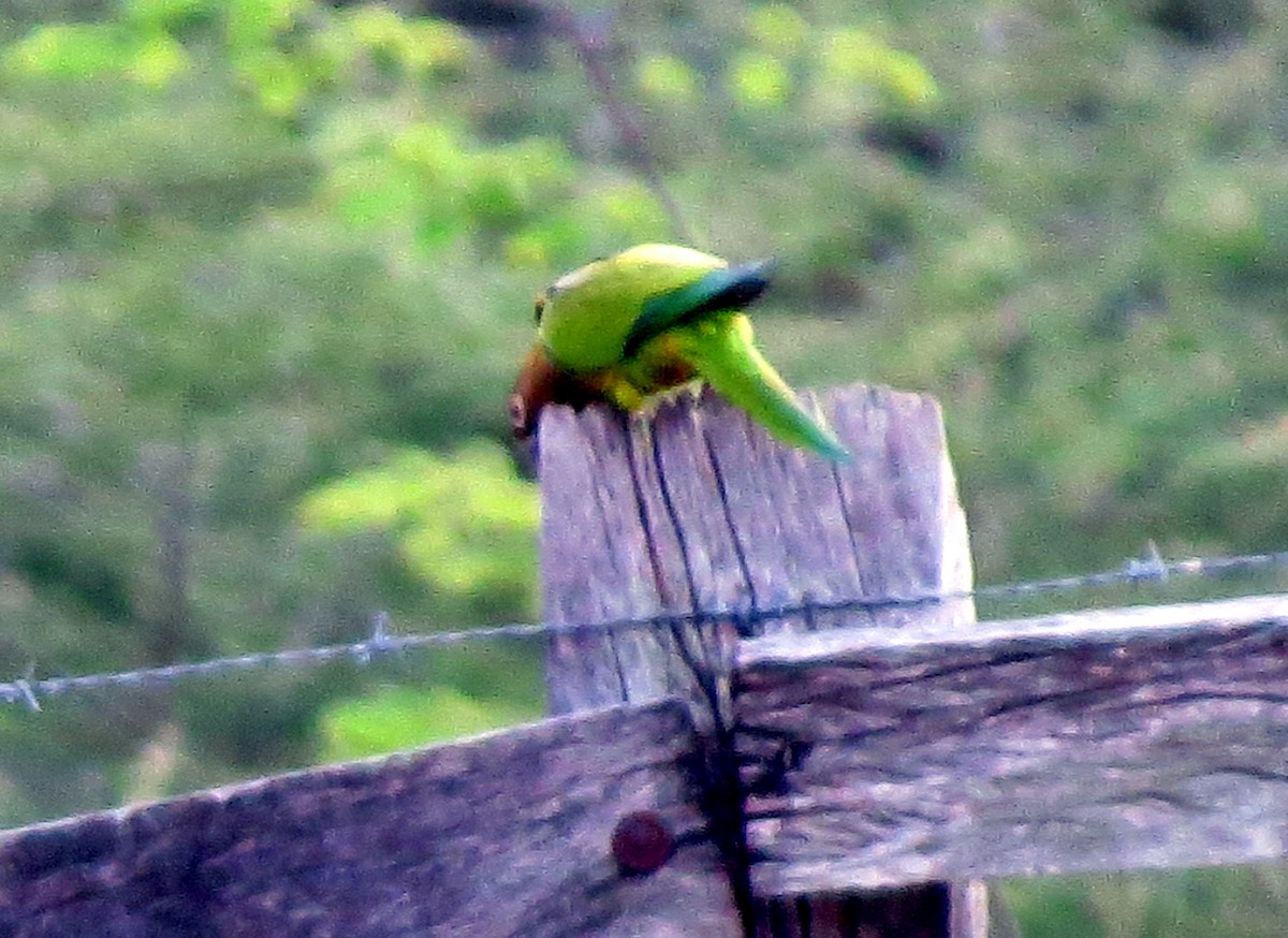 Brown-throated Parakeet - ML647293680
