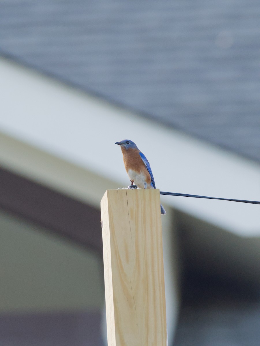 Azulejo Oriental - ML647293683