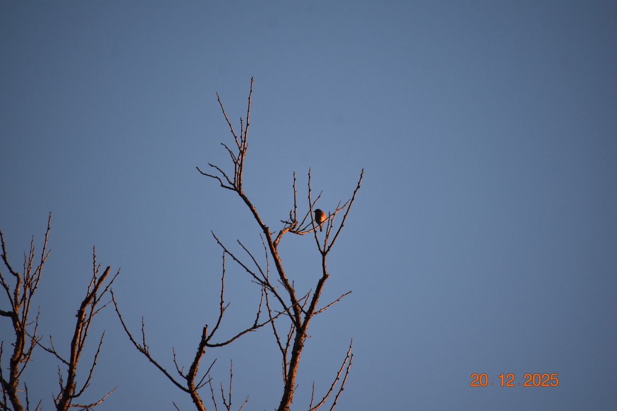 Azulejo Oriental - ML647293697