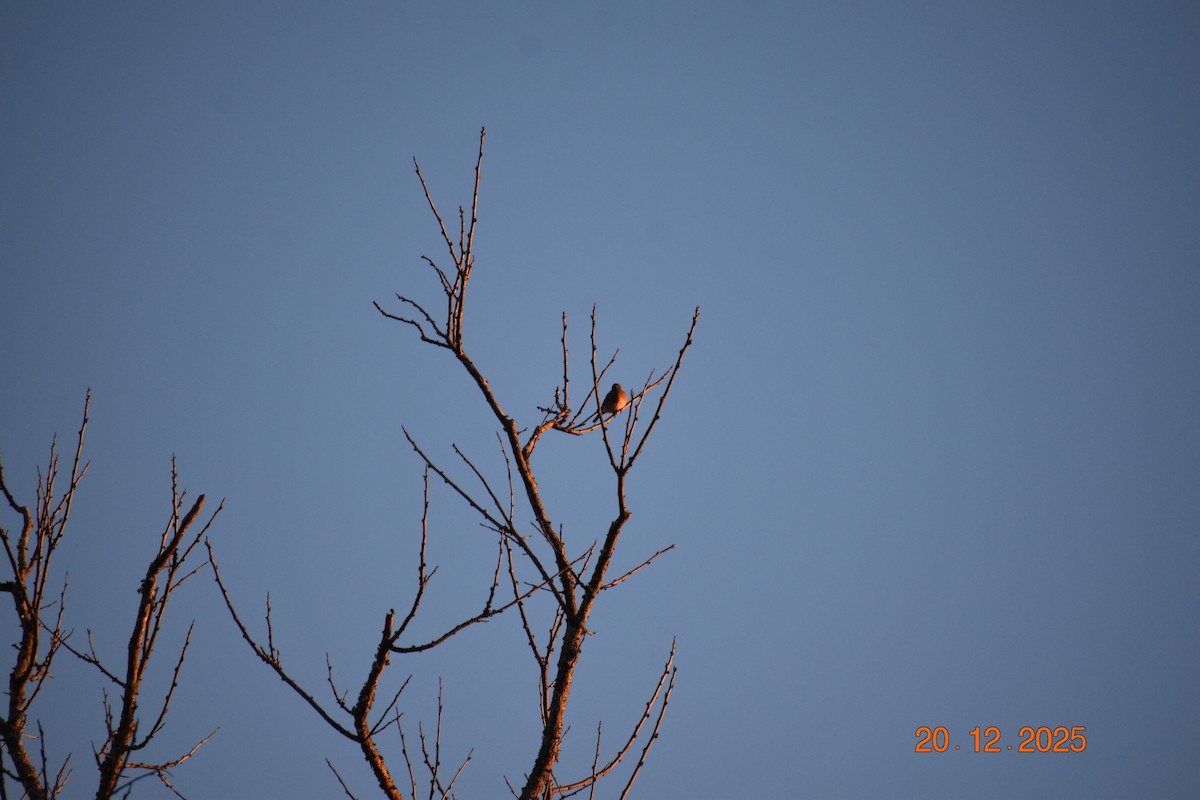 Azulejo Oriental - ML647293698