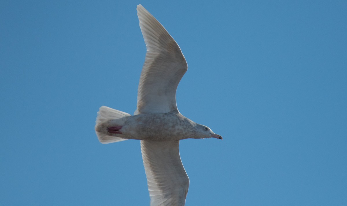 Gavión Hiperbóreo - ML647293702