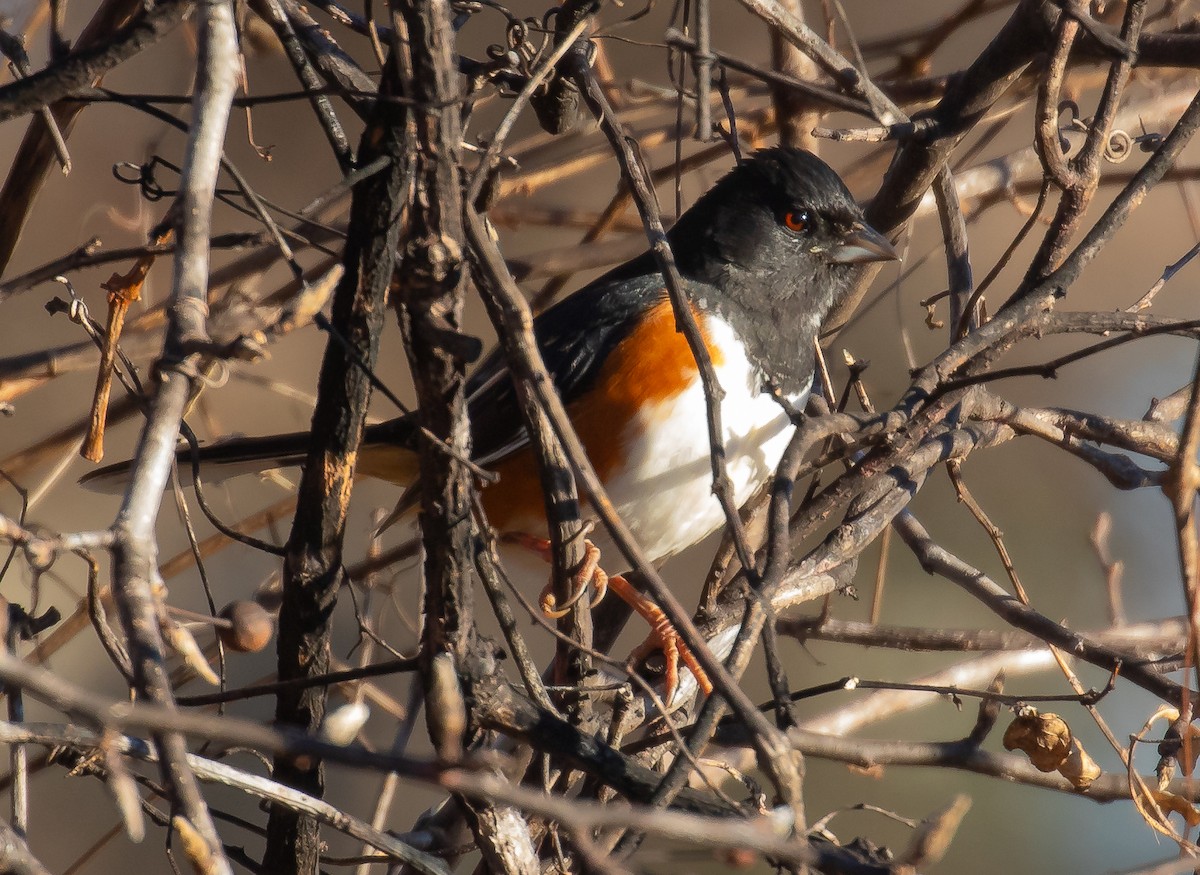 Eastern Towhee - ML647293720
