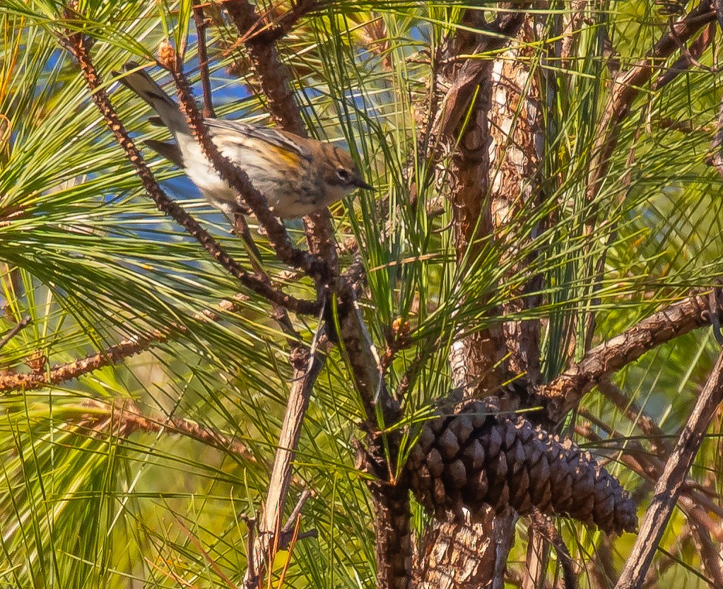 Yellow-rumped Warbler - ML647293731