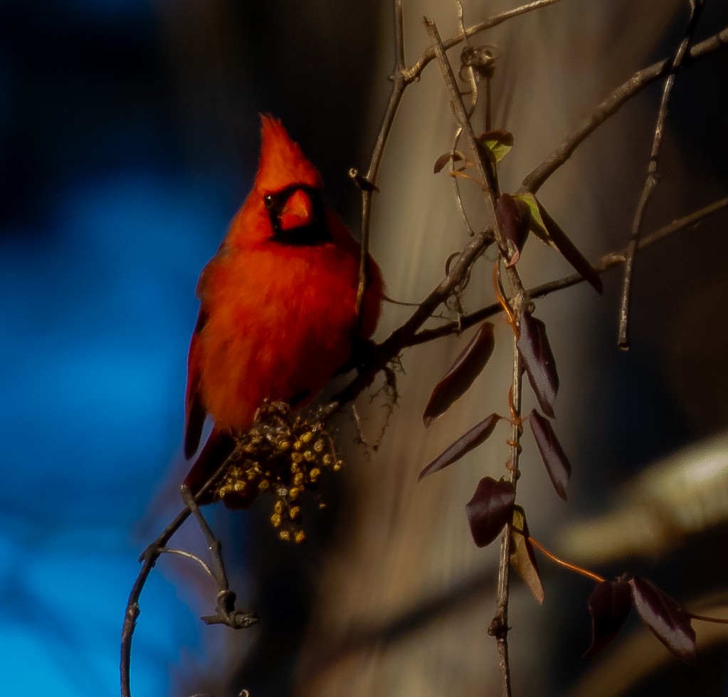Northern Cardinal - ML647293743