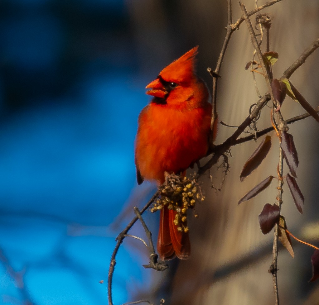 Northern Cardinal - ML647293744