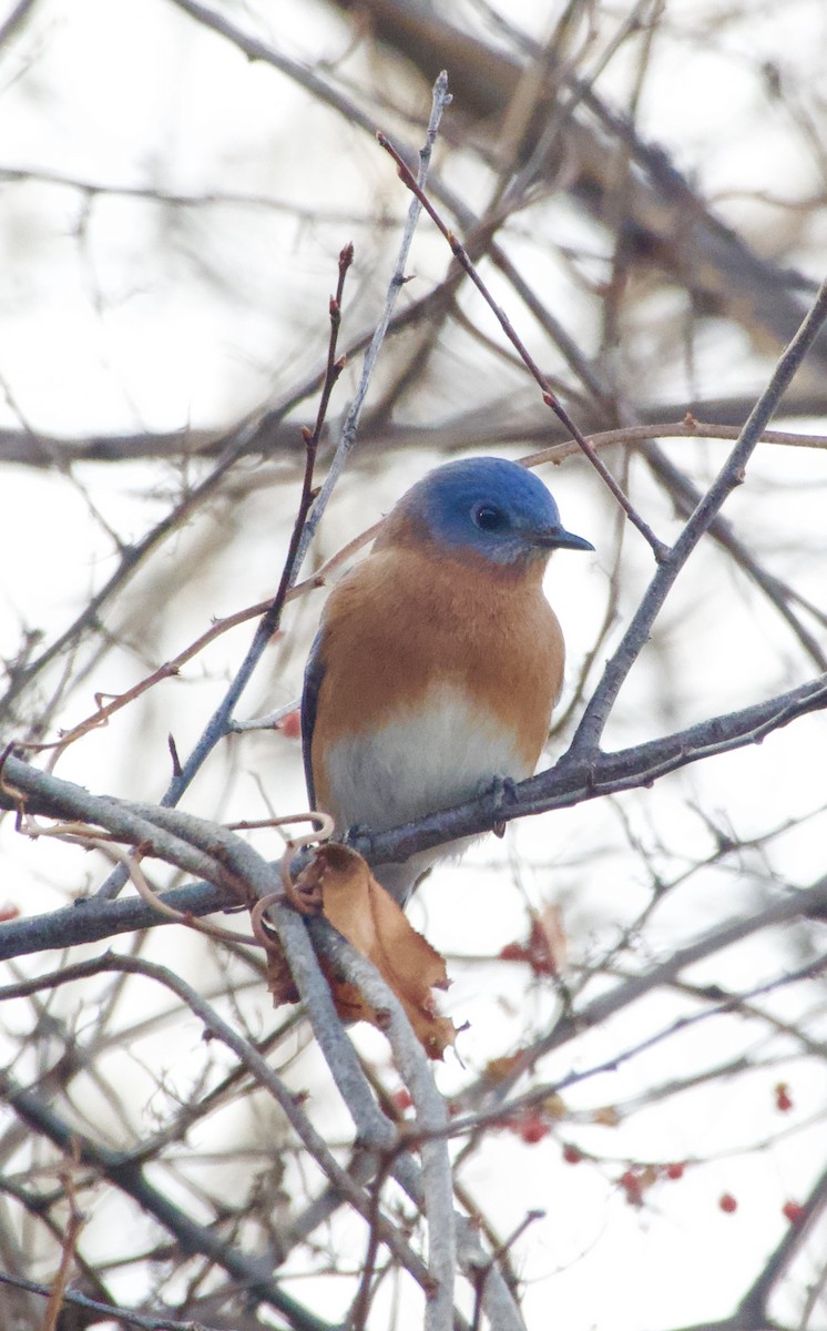 Azulejo Oriental - ML647293747