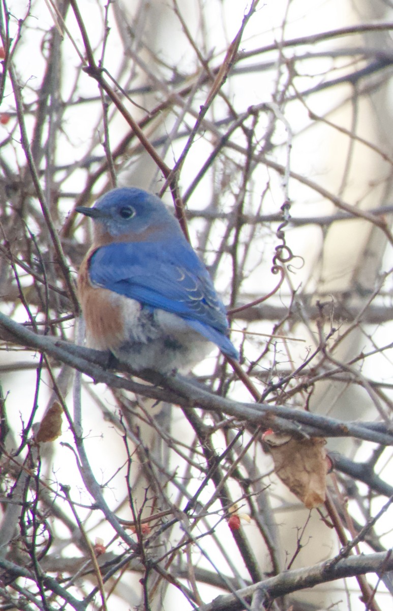 Azulejo Oriental - ML647293748