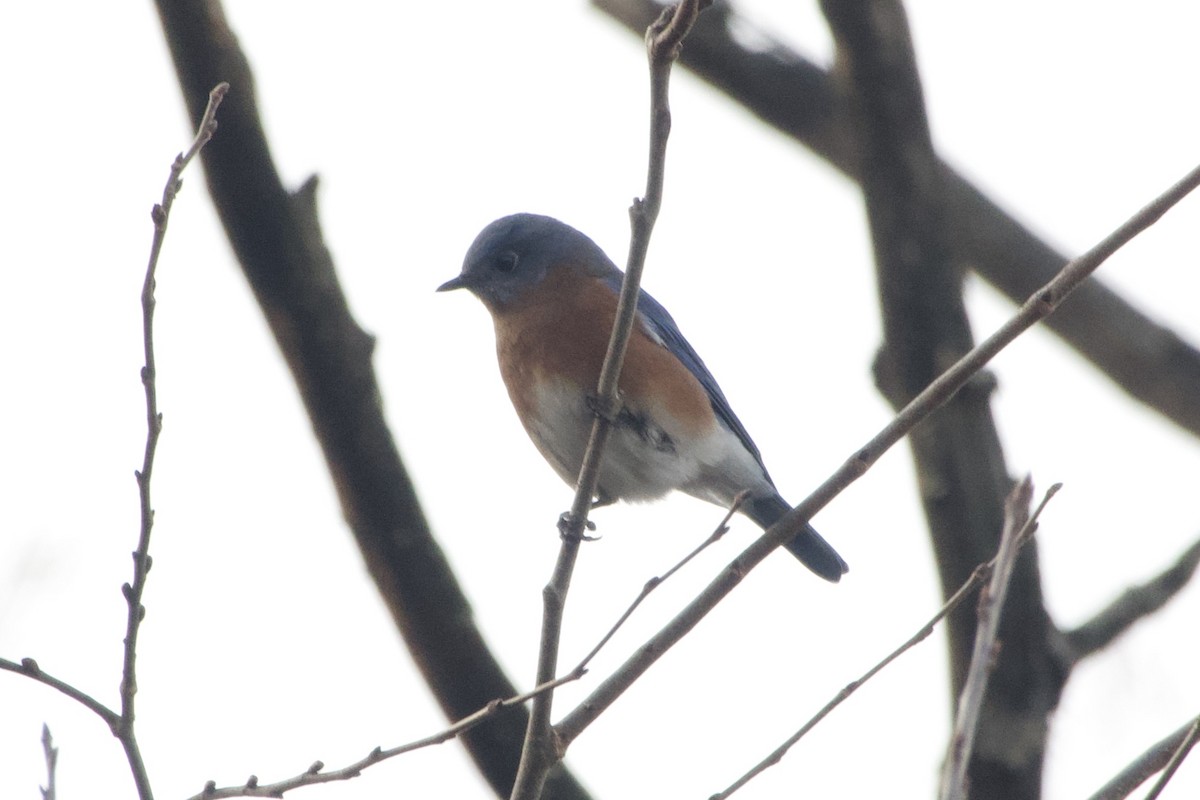 Azulejo Oriental - ML647293749