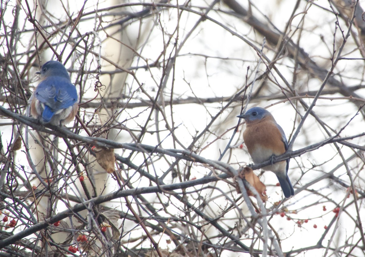 Azulejo Oriental - ML647293750