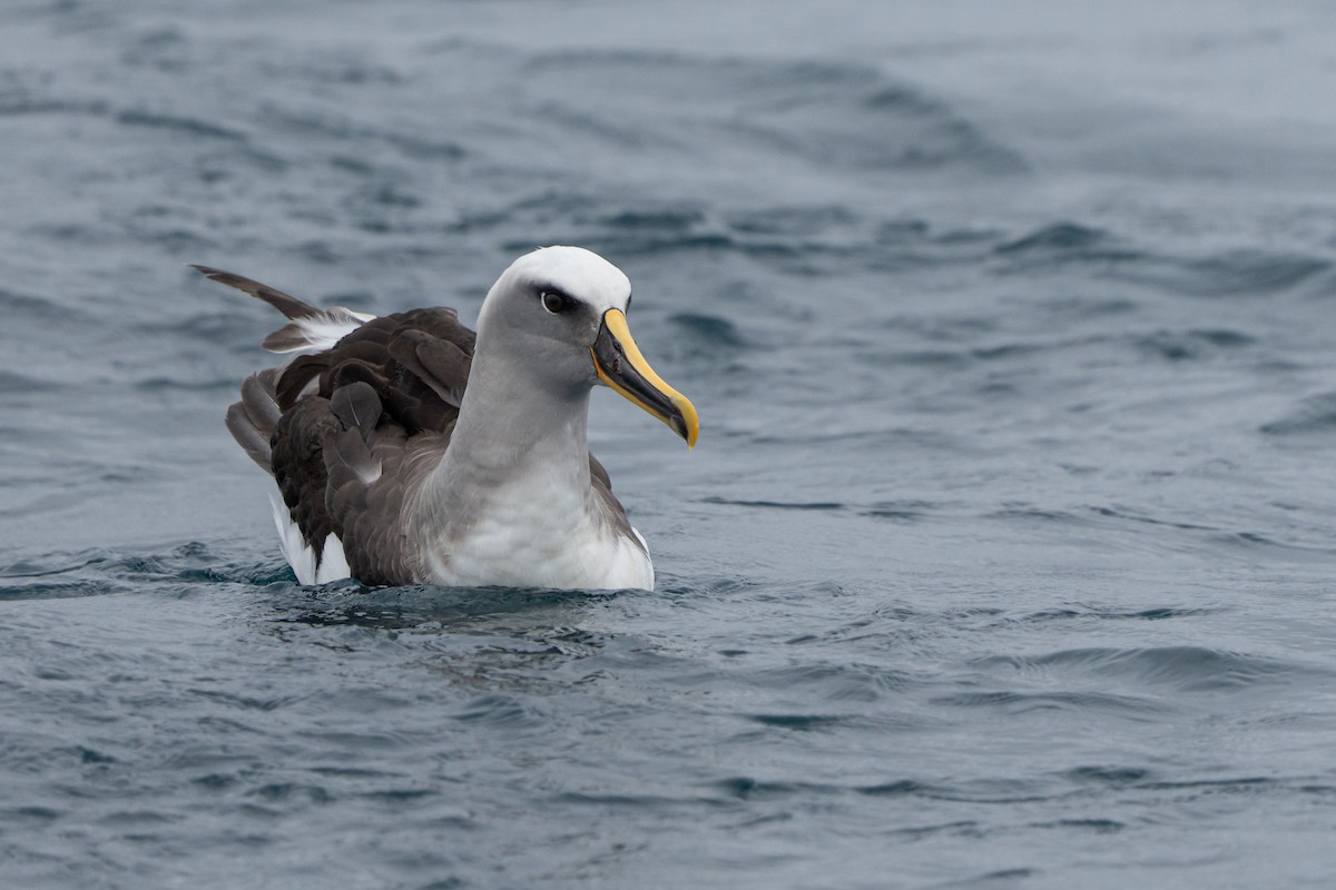 Буллеров альбатрос - ML647293751