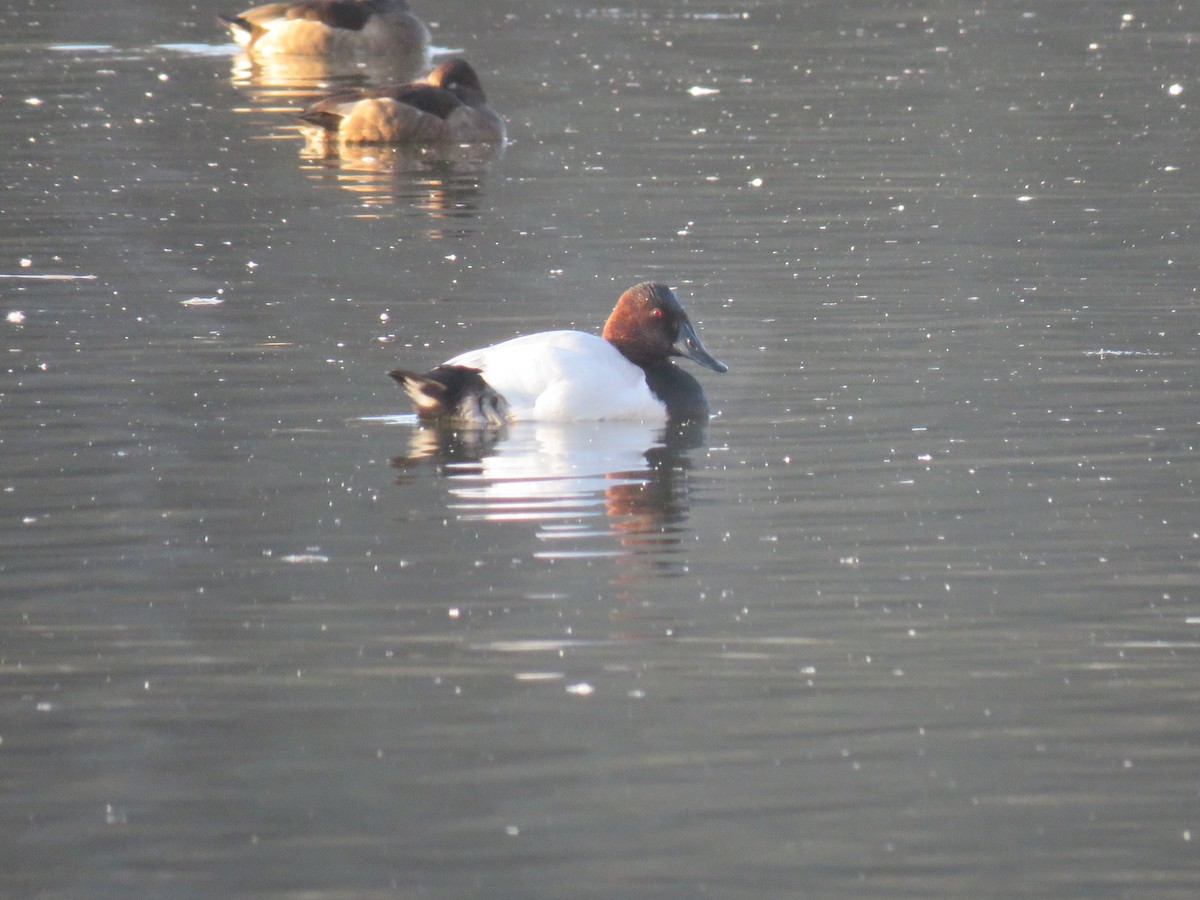 Canvasback - ML647293773