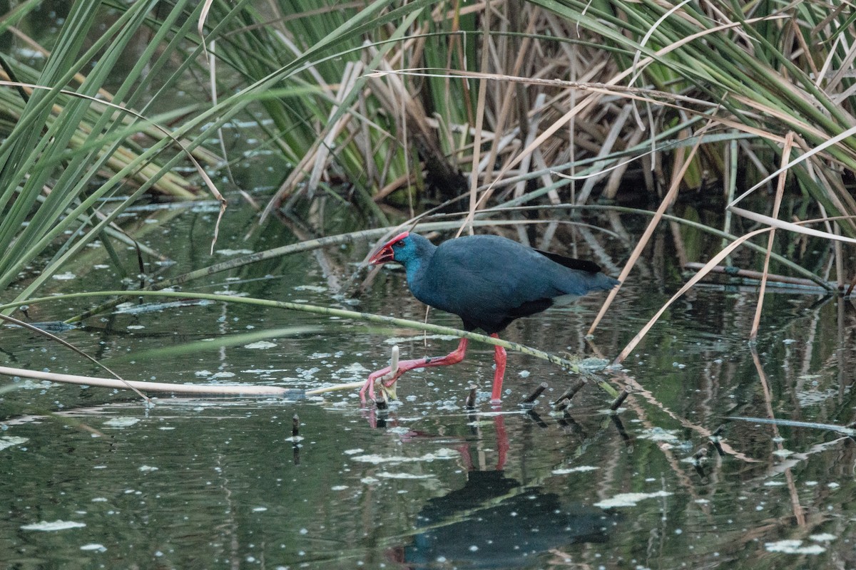 Pollo sultano - ML647293786