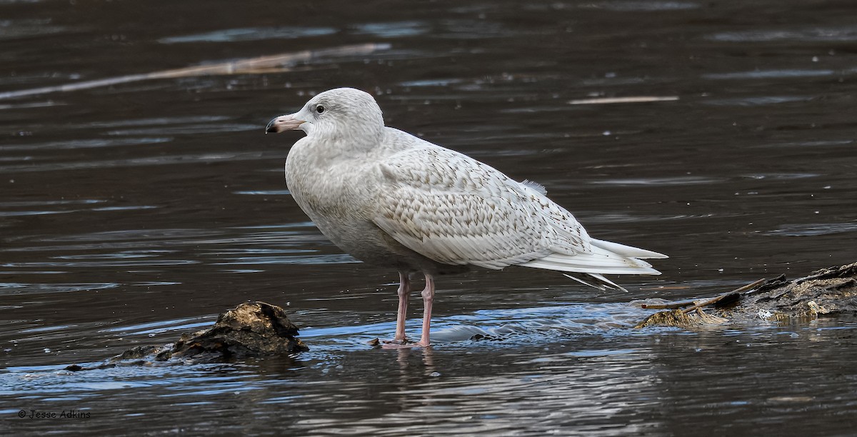 Gavión Hiperbóreo - ML647293799