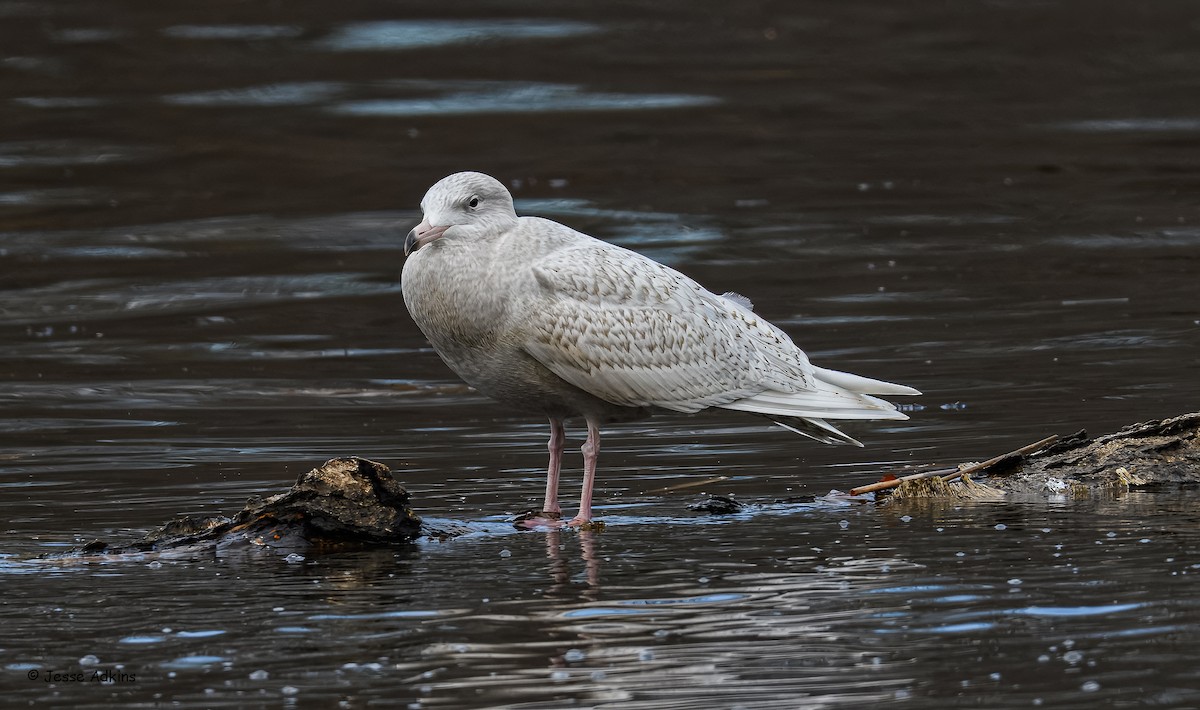 Gavión Hiperbóreo - ML647293800
