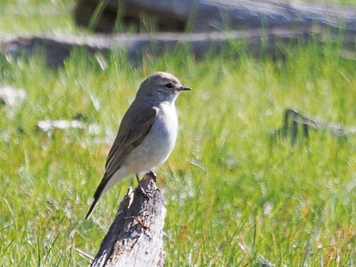 Miro enchanteur - ML647293802