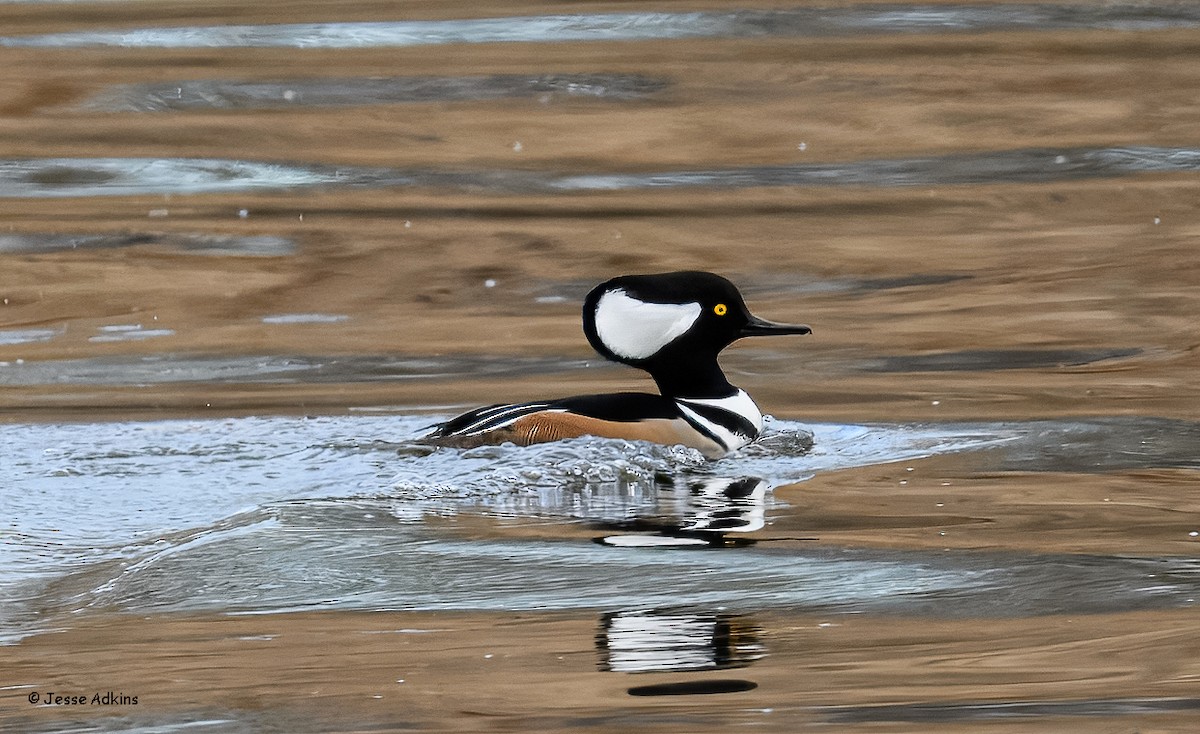Başlıklı Tarakdiş - ML647293810