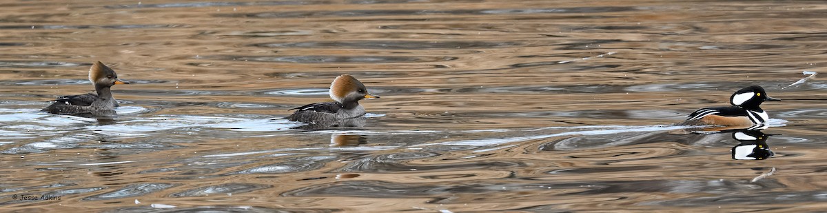 Başlıklı Tarakdiş - ML647293811
