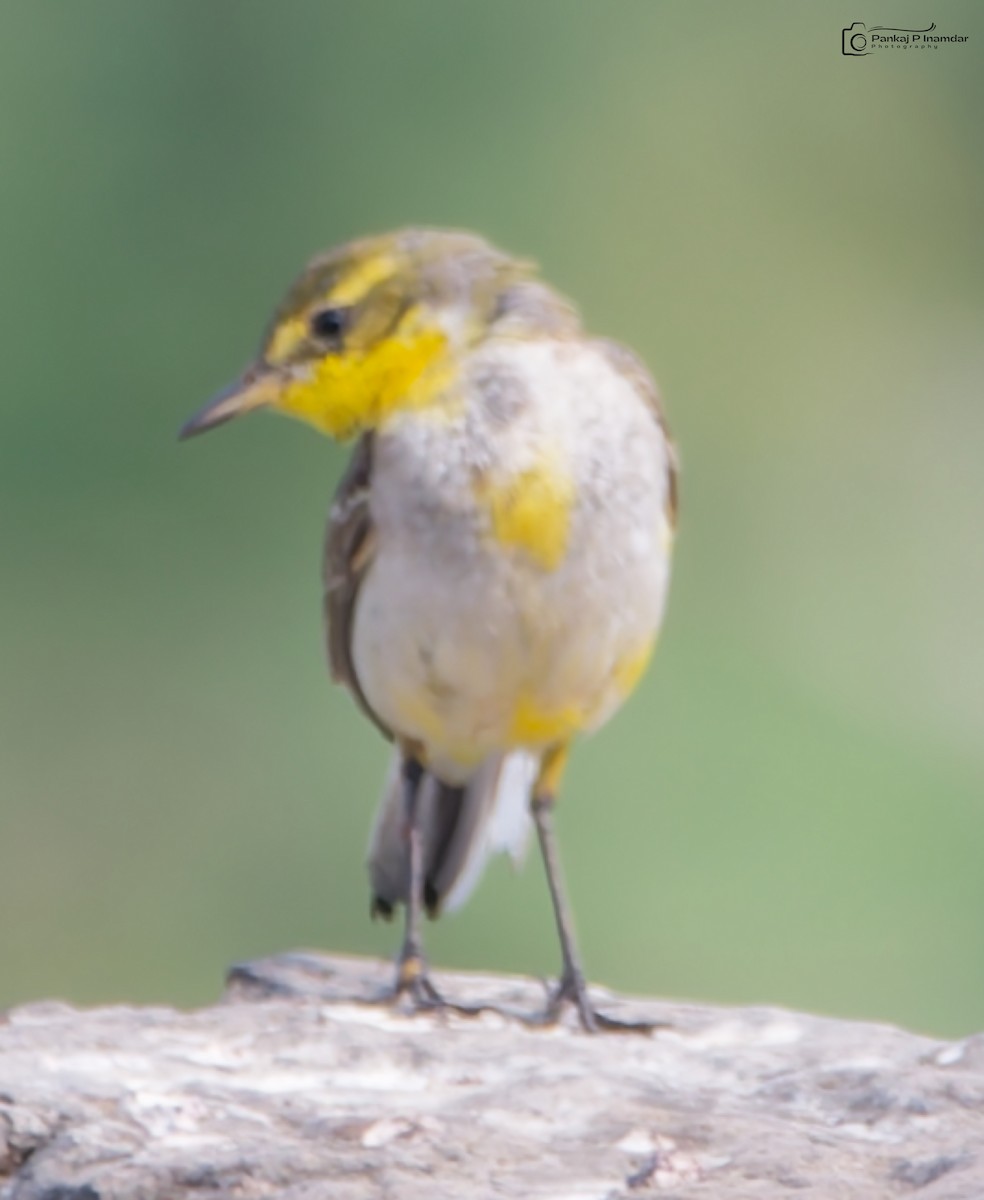 Citrine Wagtail - ML647293812