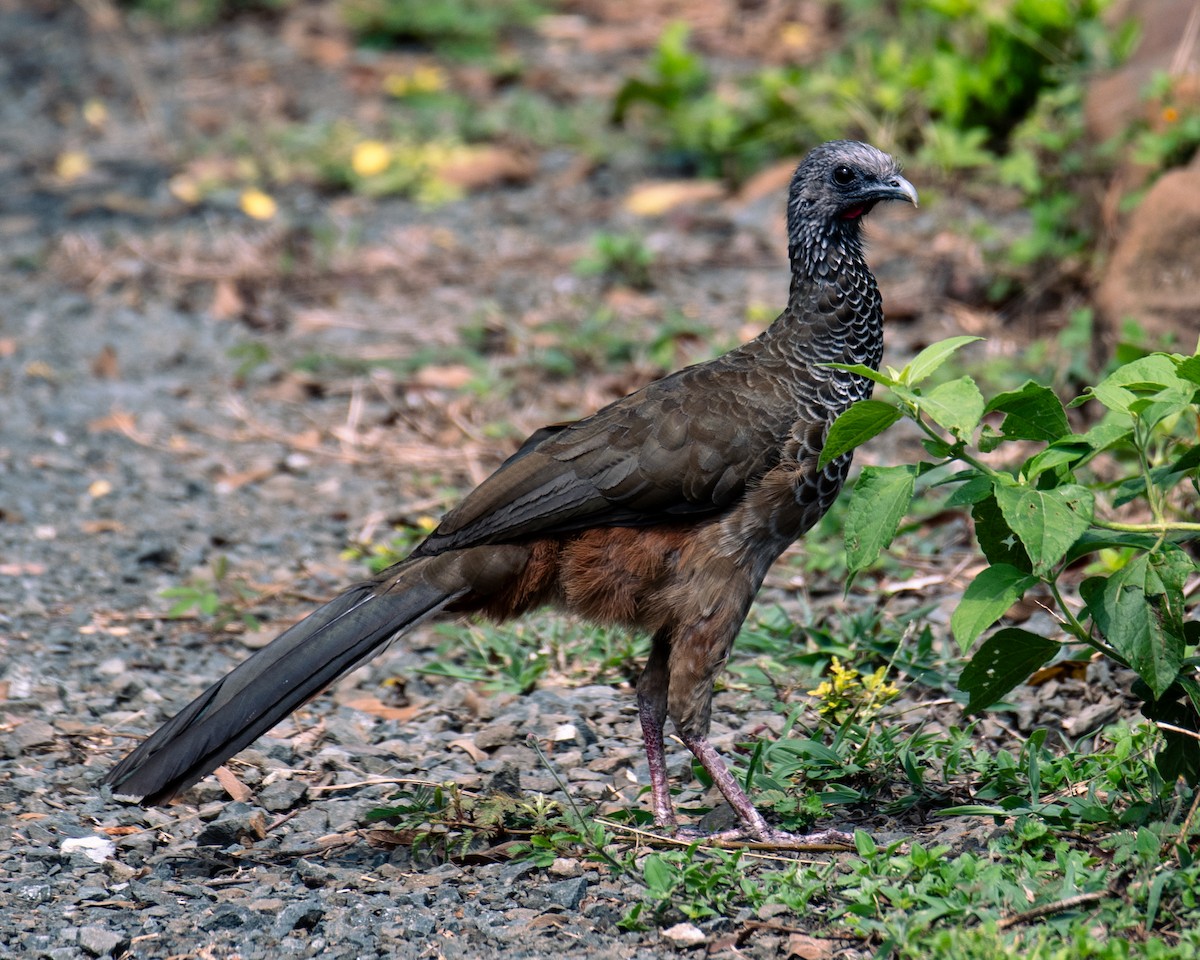 Colombian Chachalaca - ML647293813
