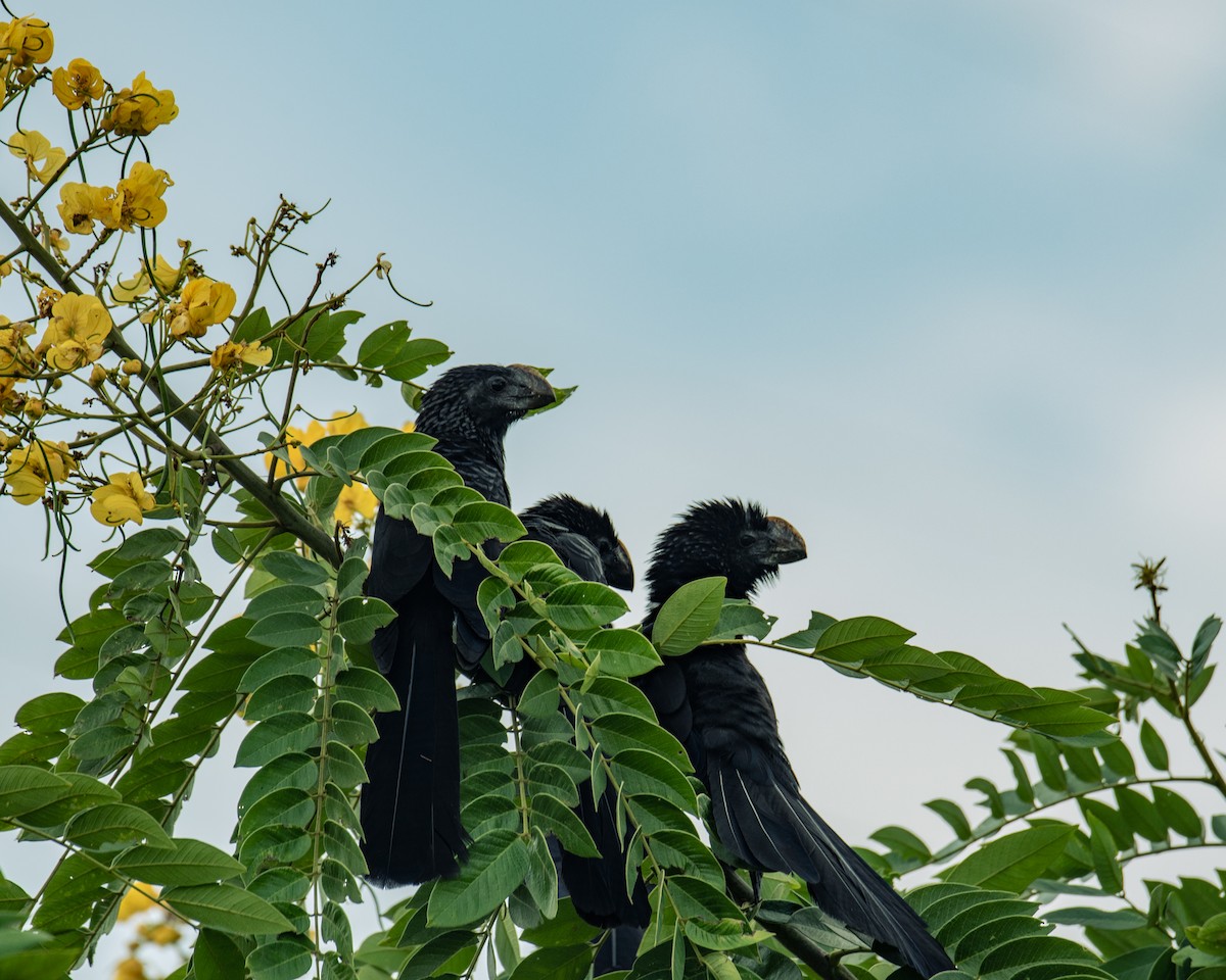 Smooth-billed Ani - ML647293822
