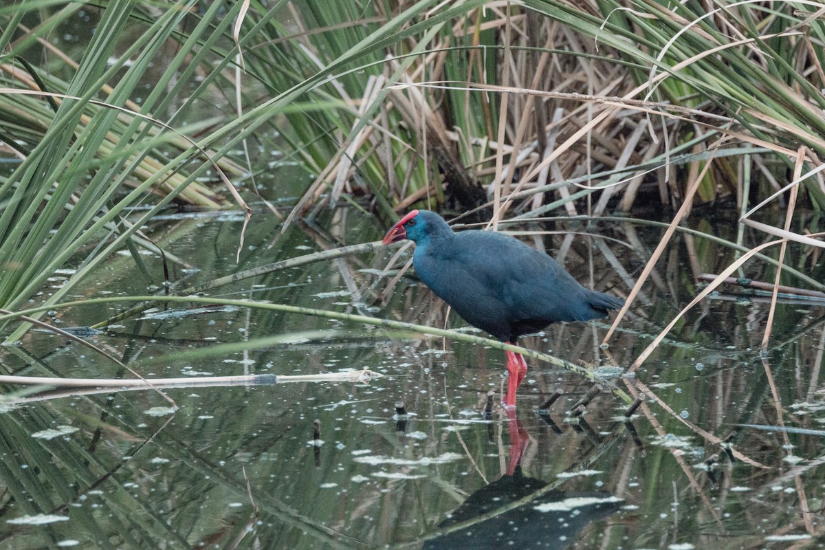 Pollo sultano - ML647293825