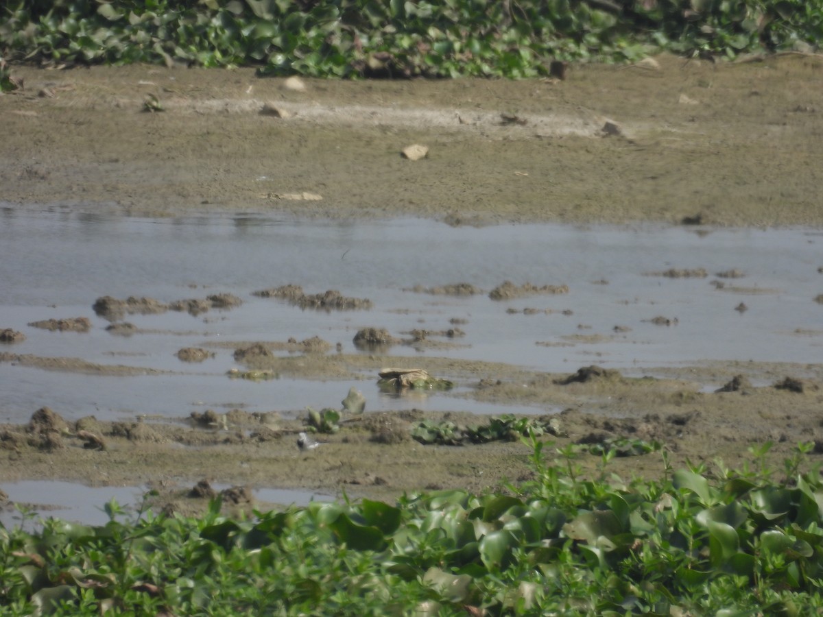 Плиска біла - ML647293827