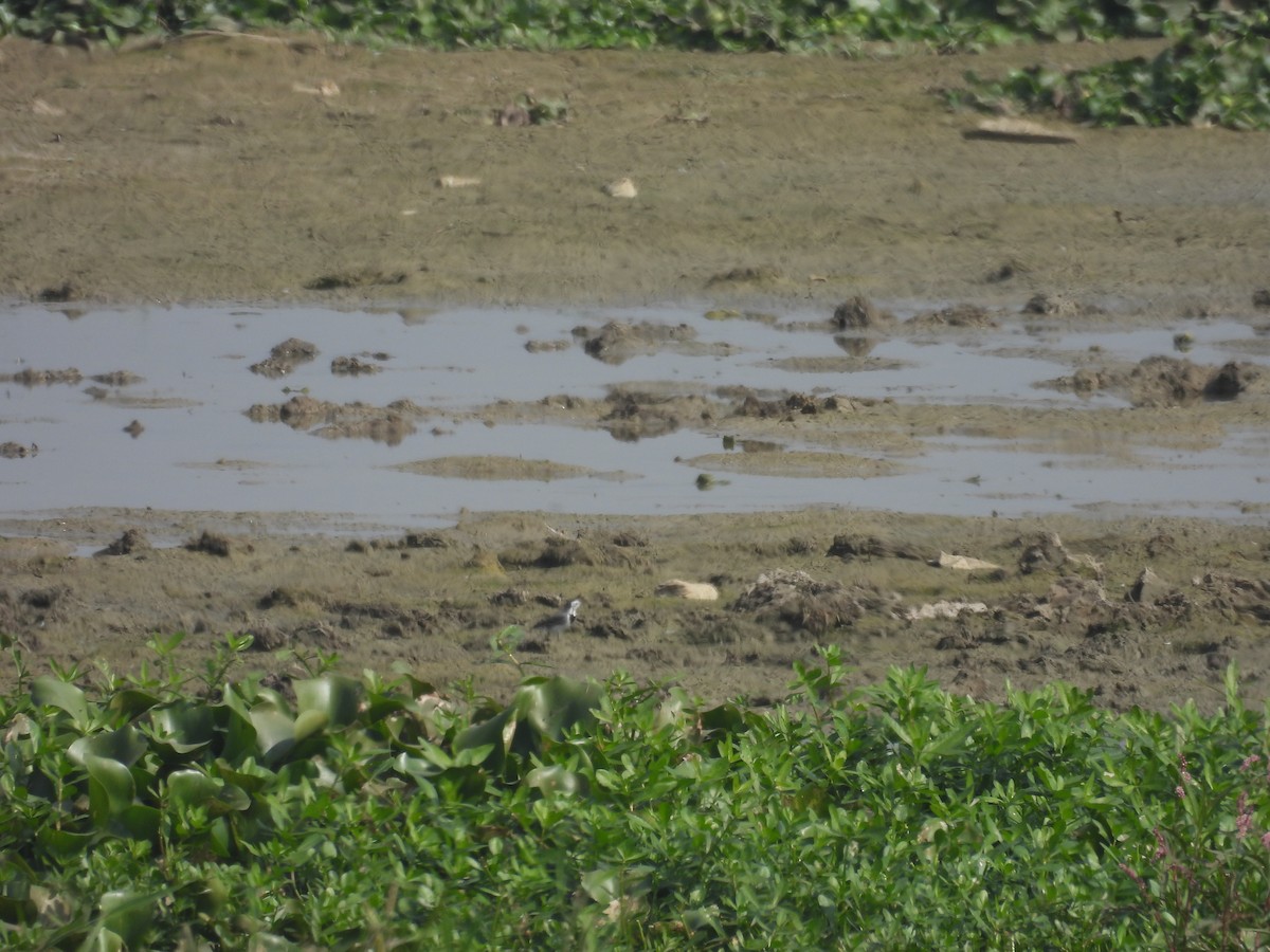 Плиска біла - ML647293828